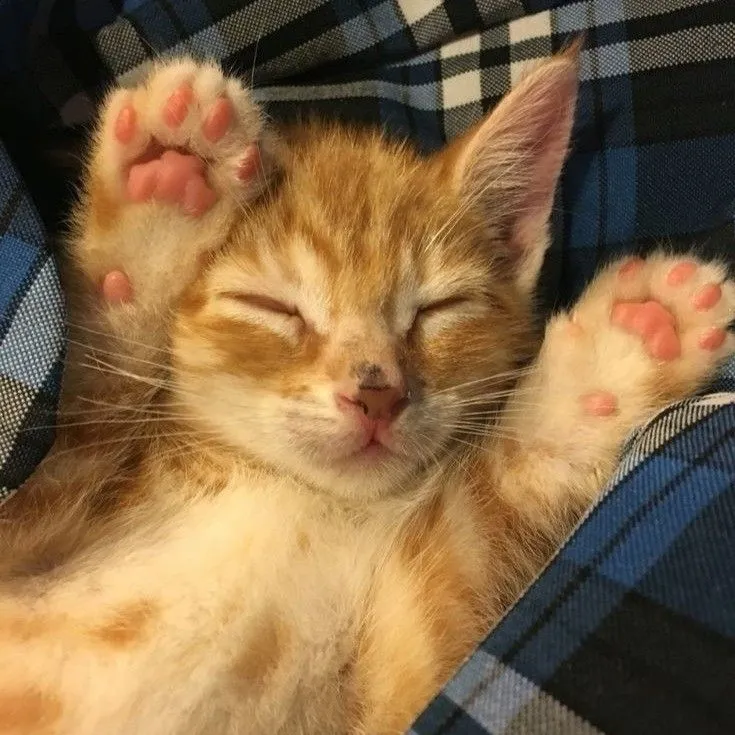 MHA- anak kucing oren: Terokai dunia AI dengan ai tanpa had kami dan sembang tanpa had percuma dalam talian, dikuasakan oleh lakonan fantasi warhammer.