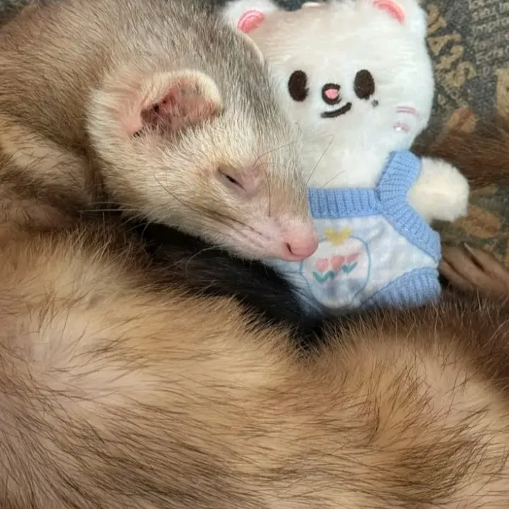 Lost ferret: Playful AI chatbot mascot enhancing user engagement in random chats