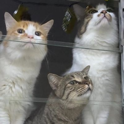 장난꾸러기 수컷 고양이 3마리: 글로벌 채팅 온라인 서비스를 위한 다국어 AI 대화 파트너 아이콘