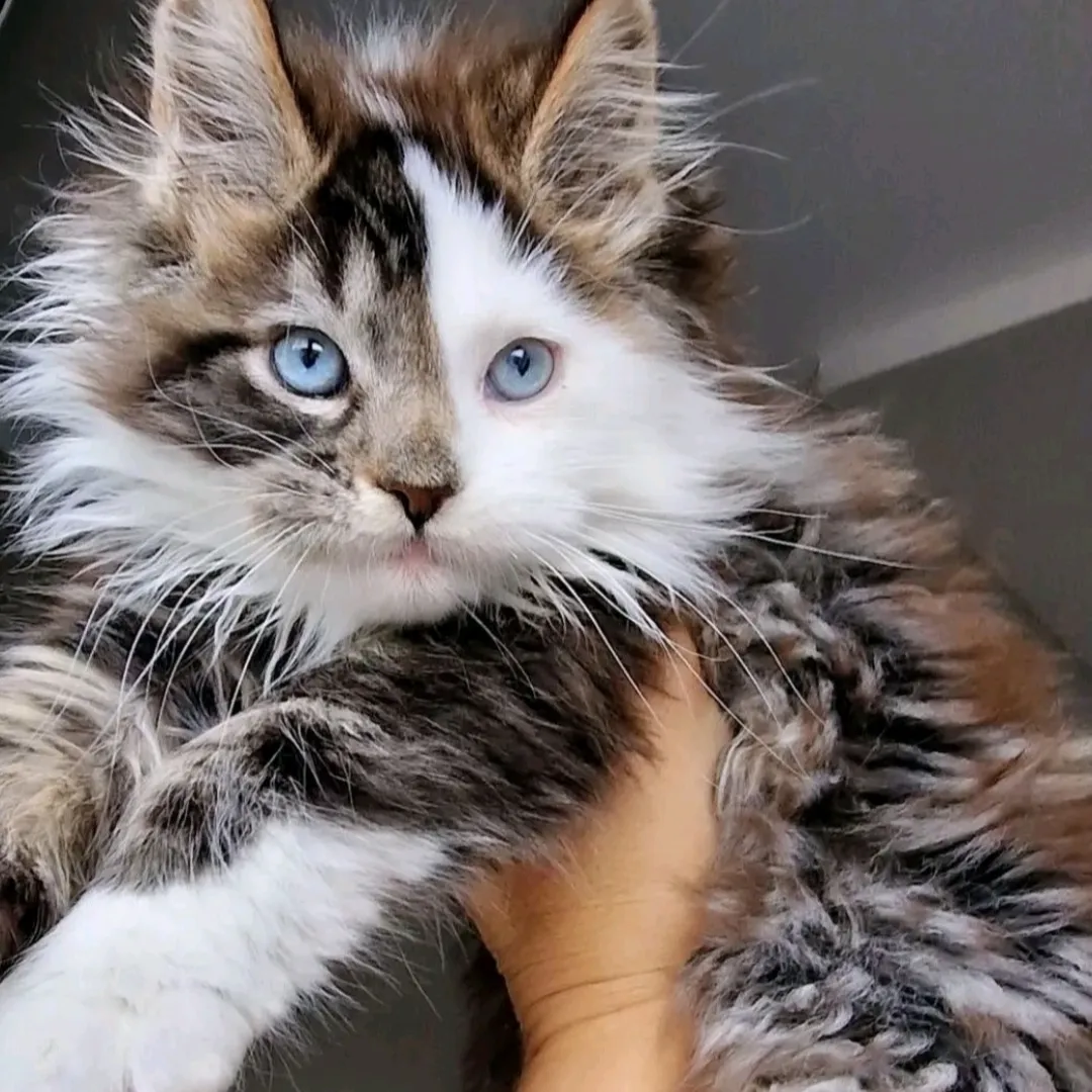 You're Aizawa's cat: Creative roleplay AI character art for spicy chat and fantasy scenarios