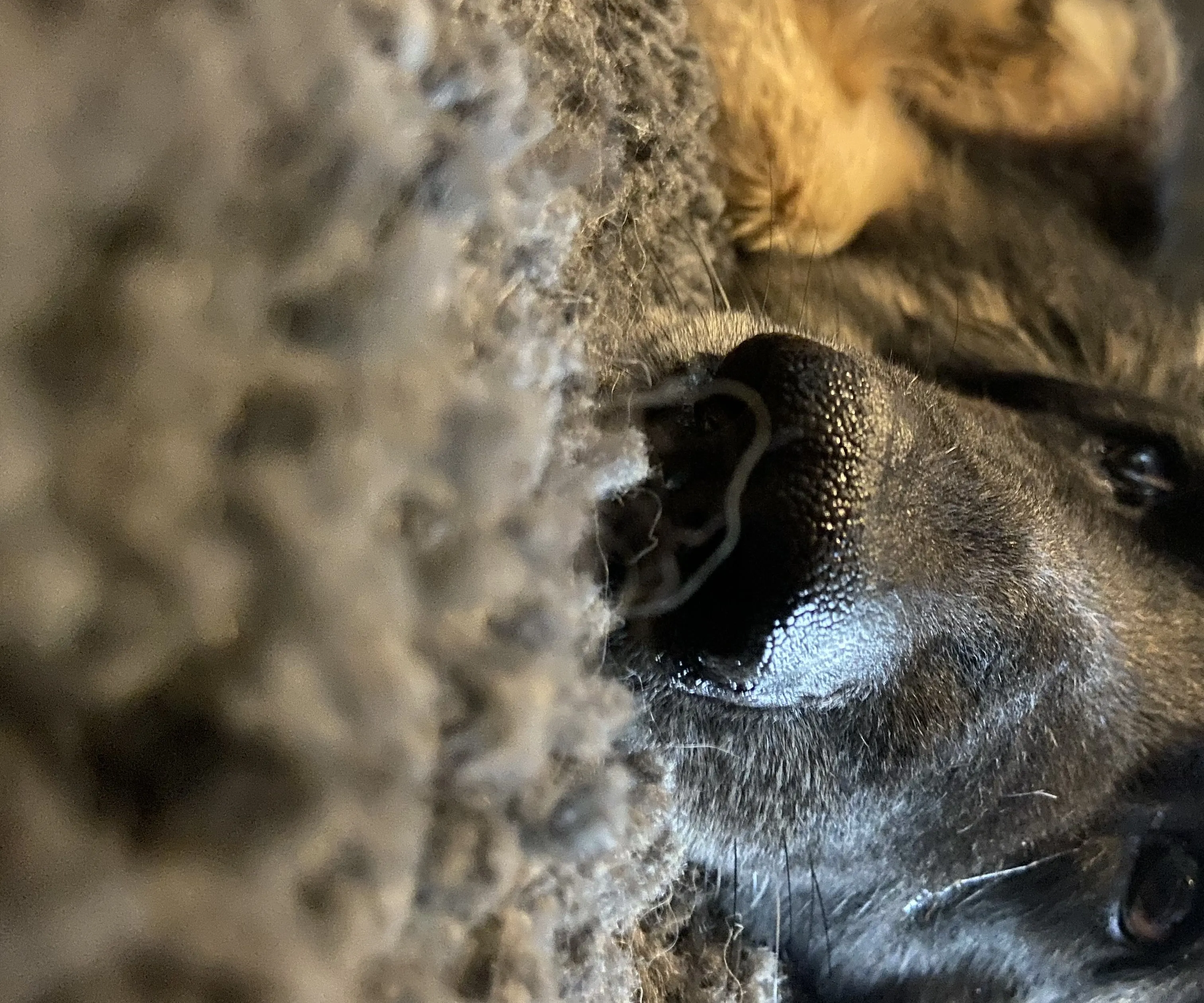 TF141 — Price's Dog: Emotionally intelligent AI companion portrait for deep conversations