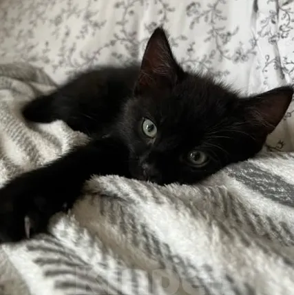 Chaton errant : Avatar de petite amie/petit ami IA personnalisable avec des traits de personnalité réalistes