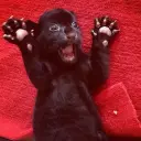 the avatar of character TF141-Panther with emotional intelligence capabilities