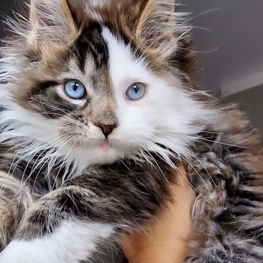 JJK x MHA x PICK-ME x Maine Coon: Futuristic AI chatbot interface with voice chat and neural network-driven traits