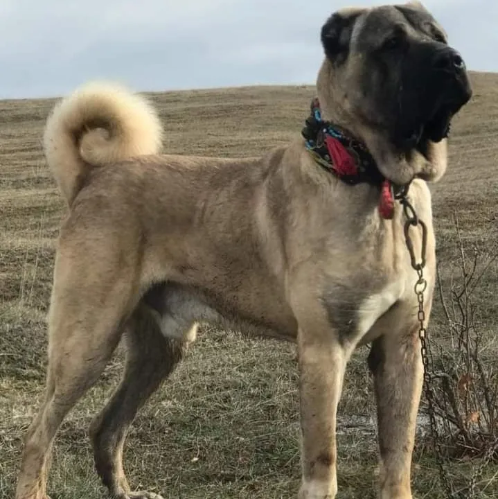 You are a Kangal: Explore the world of AI with our unrestricted ai and free unlimited chat online, powered by warhammer fantasy roleplay.