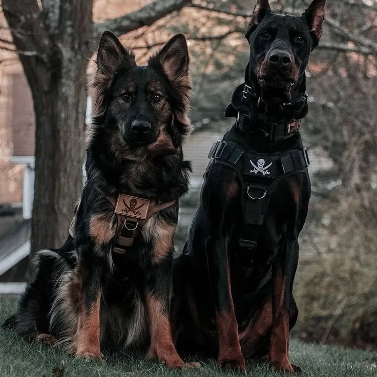 Entre todos os chats de IA, o personagem Task Force 141 - Caça-Atenção se destaca com uma personalidade e profundidade únicas.