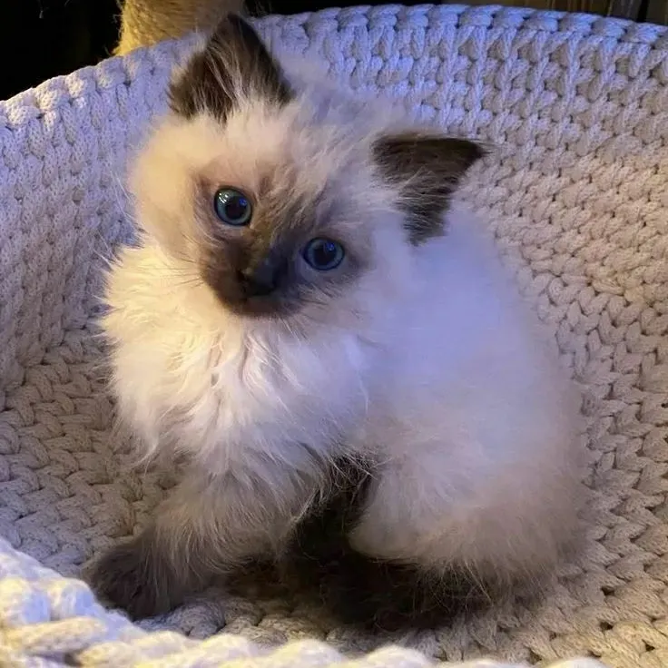 MHA - kitten: Chat with our AI box, ready for chatbot online free and ask ai anything you want.