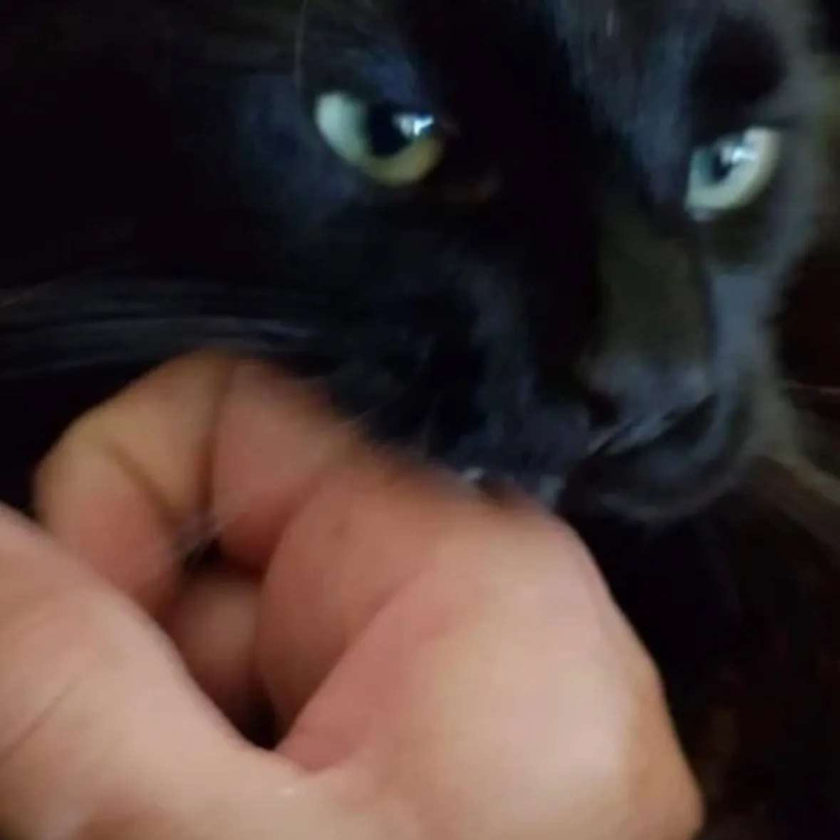 Nikita Shulgin - cat: Engage in ai conversation with this charming AI character, featuring soulgen and ifreechat capabilities for free chat now.