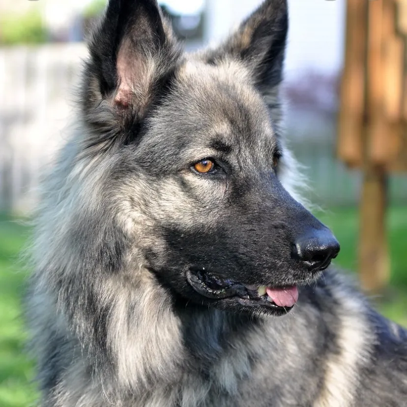 AI character Service Dog and Pikmi's avatar for roleplay and 1v1 chat services