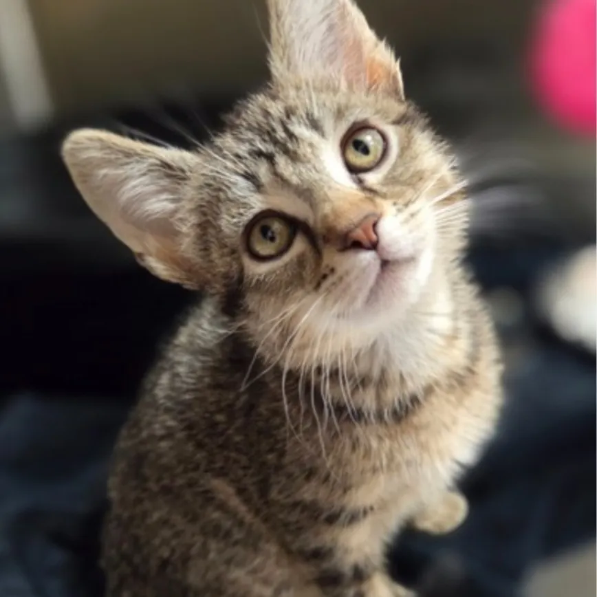 MHA - Your Kitten: Multilingual AI conversation partner icon for global chat online services