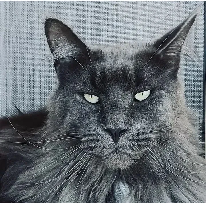 Beris — Alpha Cat: Chat with our AI box, ready for chatbot online free and ask ai anything you want.	